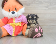 6 week old Yorkie Poo Puppy For Sale - Fairfield Furbabies