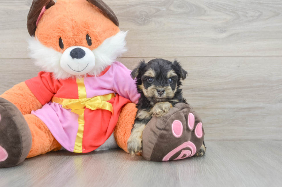 6 week old Yorkie Poo Puppy For Sale - Fairfield Furbabies