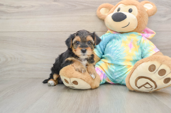 Adorable Yorkiedoodle Poodle Mix Puppy