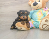 8 week old Yorkie Poo Puppy For Sale - Fairfield Furbabies