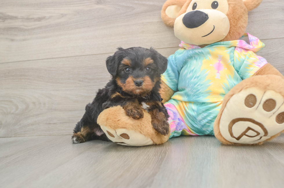 8 week old Yorkie Poo Puppy For Sale - Fairfield Furbabies