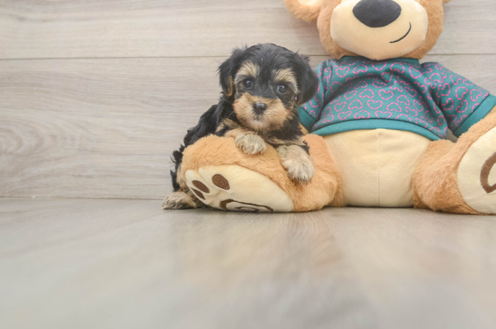 6 week old Yorkie Poo Puppy For Sale - Fairfield Furbabies