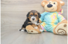 Energetic Yorkipoo Poodle Mix Puppy