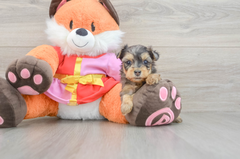 6 week old Yorkie Poo Puppy For Sale - Fairfield Furbabies