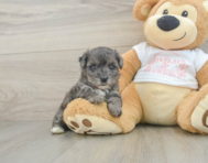 7 week old Yorkie Poo Puppy For Sale - Fairfield Furbabies