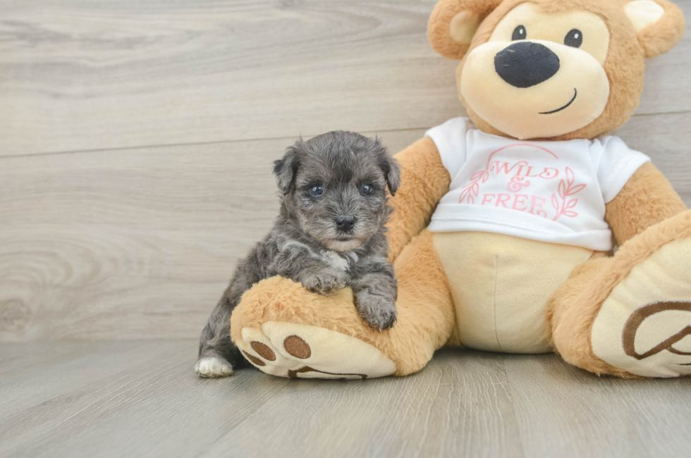 7 week old Yorkie Poo Puppy For Sale - Fairfield Furbabies