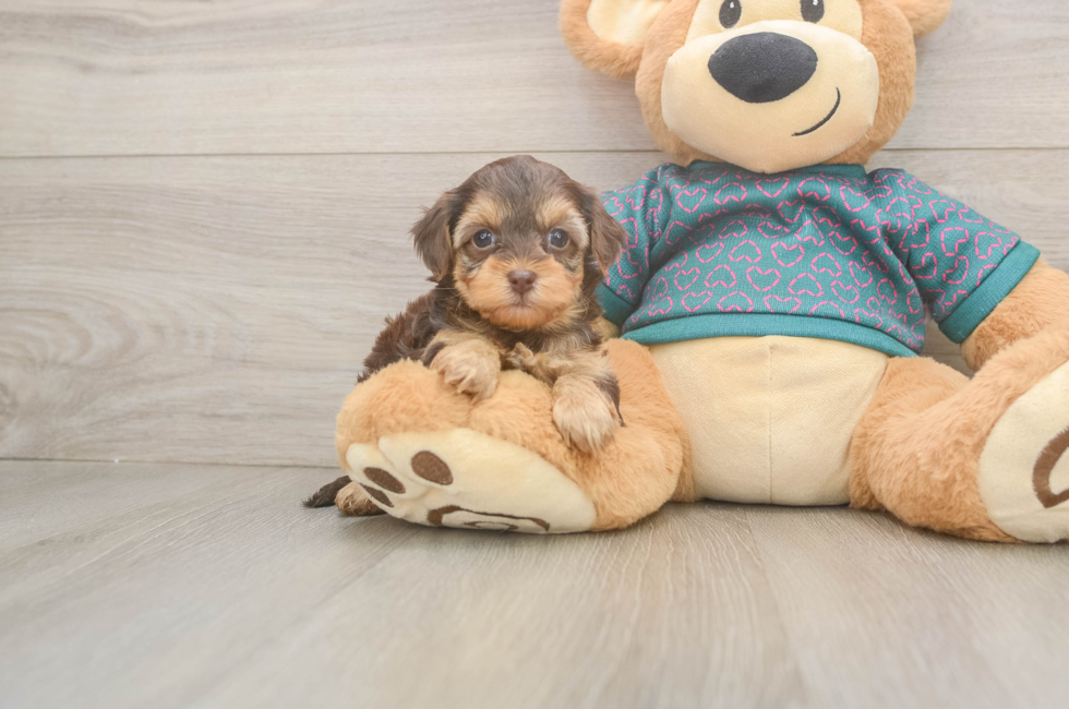 6 week old Yorkie Poo Puppy For Sale - Fairfield Furbabies