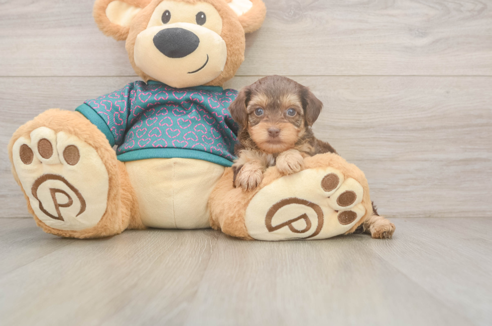 6 week old Yorkie Poo Puppy For Sale - Fairfield Furbabies