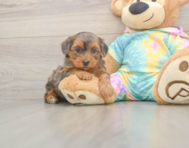8 week old Yorkie Poo Puppy For Sale - Fairfield Furbabies