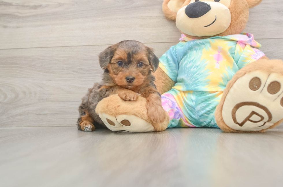 8 week old Yorkie Poo Puppy For Sale - Fairfield Furbabies
