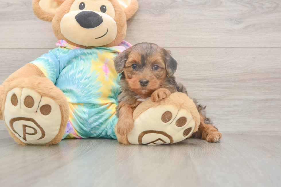 Popular Yorkie Poo Poodle Mix Pup