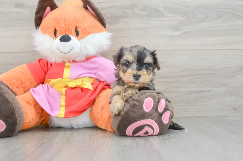 6 week old Yorkie Poo Puppy For Sale - Fairfield Furbabies