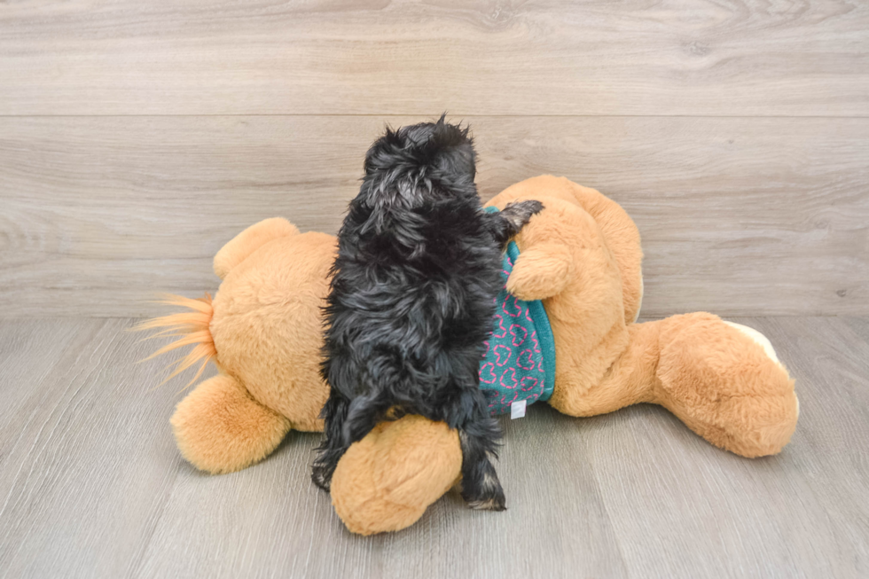Popular Yorkie Poo Poodle Mix Pup