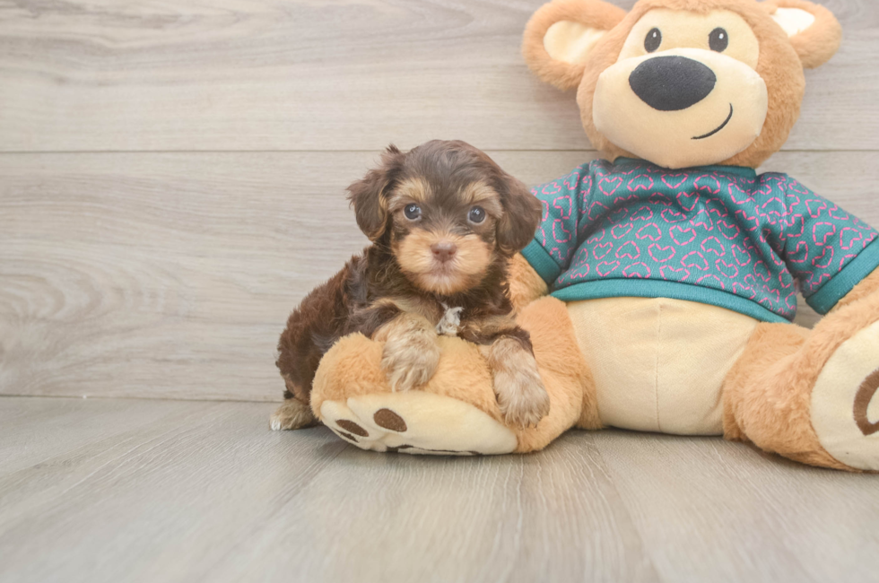 6 week old Yorkie Poo Puppy For Sale - Fairfield Furbabies
