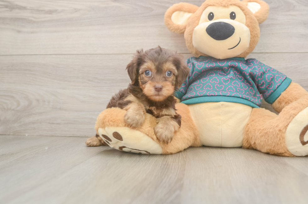6 week old Yorkie Poo Puppy For Sale - Fairfield Furbabies