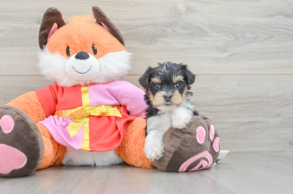 6 week old Yorkie Poo Puppy For Sale - Fairfield Furbabies