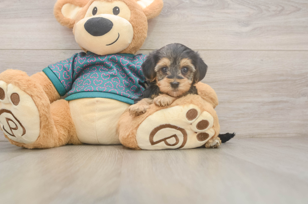 6 week old Yorkie Poo Puppy For Sale - Fairfield Furbabies