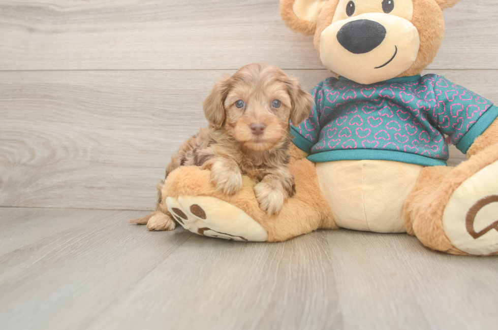 6 week old Yorkie Poo Puppy For Sale - Fairfield Furbabies