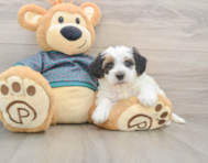 8 week old Yorkie Poo Puppy For Sale - Fairfield Furbabies