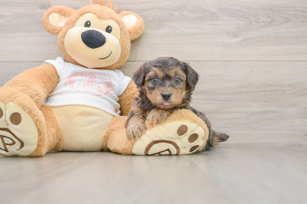 Little Yorkie Poodle Mix Poodle Mix Puppy