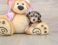 6 week old Yorkie Poo Puppy For Sale - Fairfield Furbabies