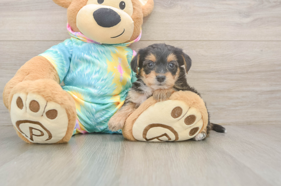 6 week old Yorkie Poo Puppy For Sale - Fairfield Furbabies