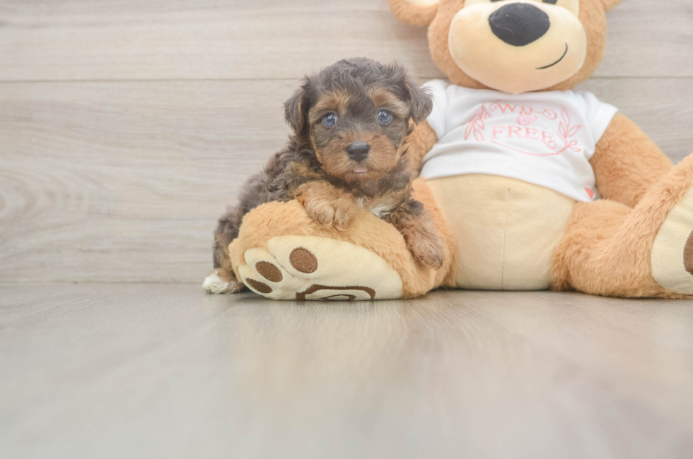 5 week old Yorkie Poo Puppy For Sale - Fairfield Furbabies