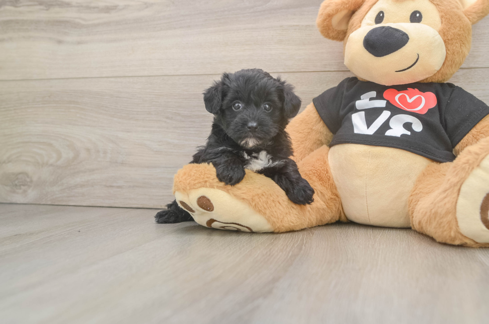 5 week old Yorkie Poo Puppy For Sale - Fairfield Furbabies
