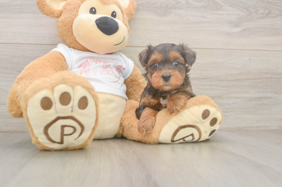 5 week old Yorkie Poo Puppy For Sale - Fairfield Furbabies