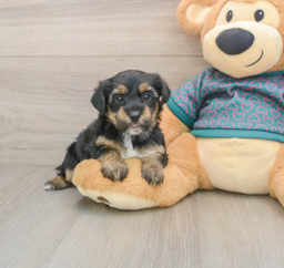 8 week old Yorkie Poo Puppy For Sale - Fairfield Furbabies