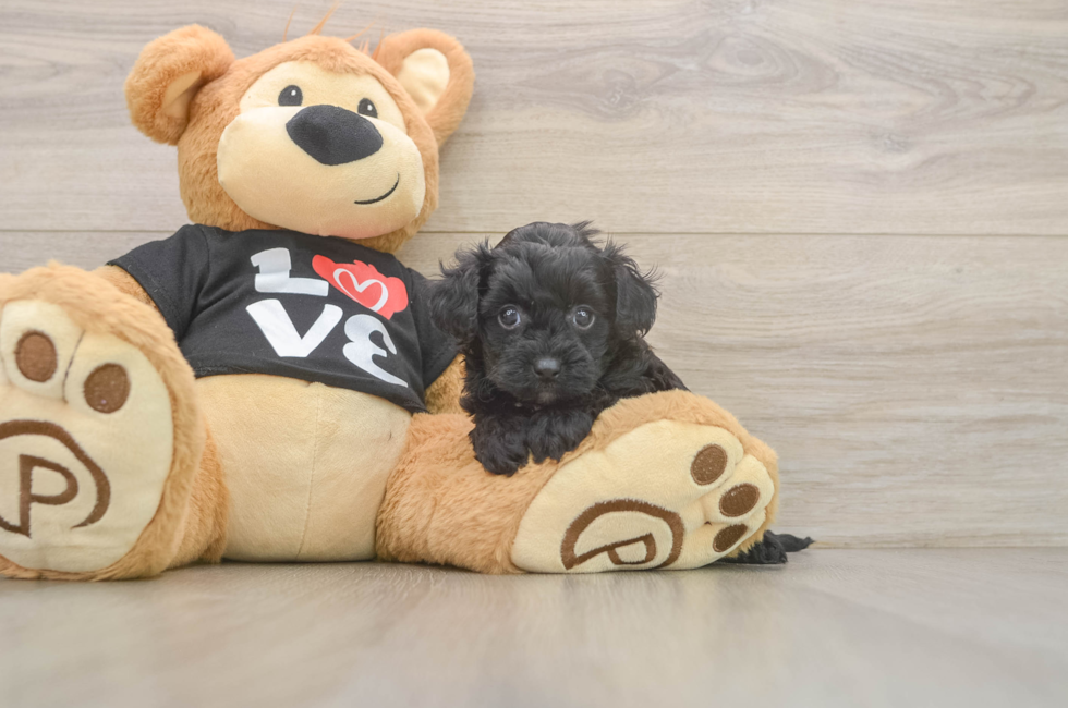 5 week old Yorkie Poo Puppy For Sale - Fairfield Furbabies