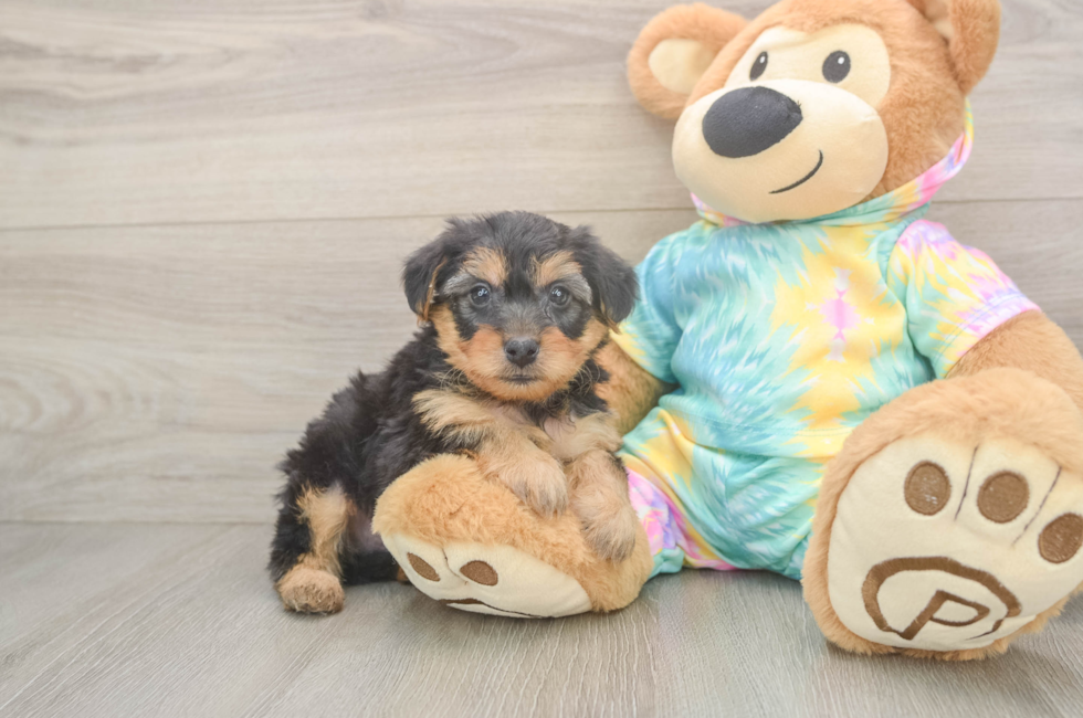 6 week old Yorkie Poo Puppy For Sale - Fairfield Furbabies