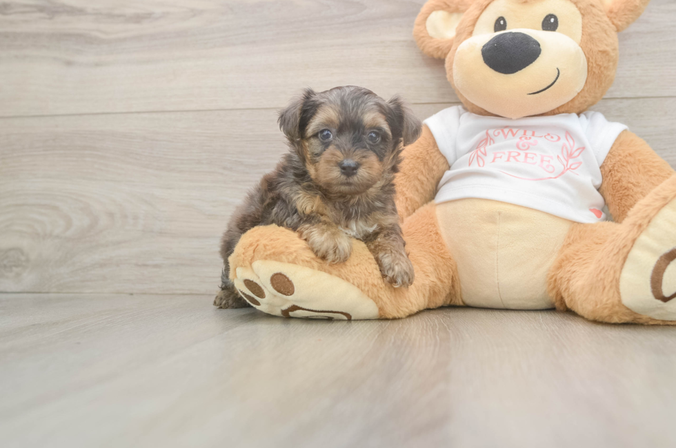 5 week old Yorkie Poo Puppy For Sale - Fairfield Furbabies