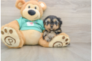 Best Yorkie Poo Baby