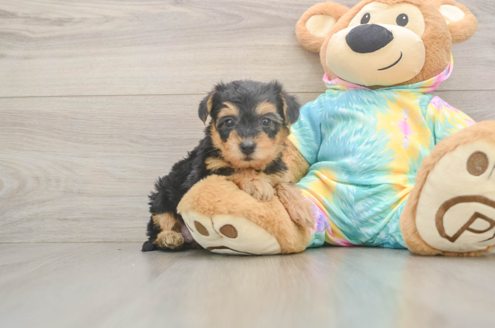 6 week old Yorkie Poo Puppy For Sale - Fairfield Furbabies