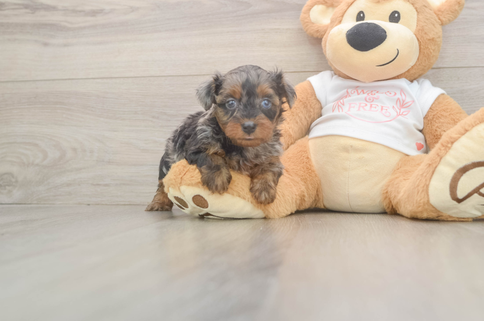 5 week old Yorkie Poo Puppy For Sale - Fairfield Furbabies