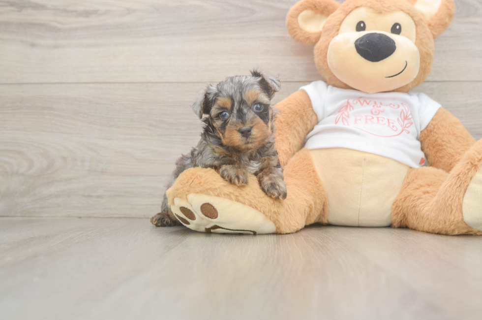 5 week old Yorkie Poo Puppy For Sale - Fairfield Furbabies