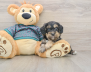 8 week old Yorkie Poo Puppy For Sale - Fairfield Furbabies