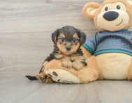 7 week old Yorkie Poo Puppy For Sale - Fairfield Furbabies