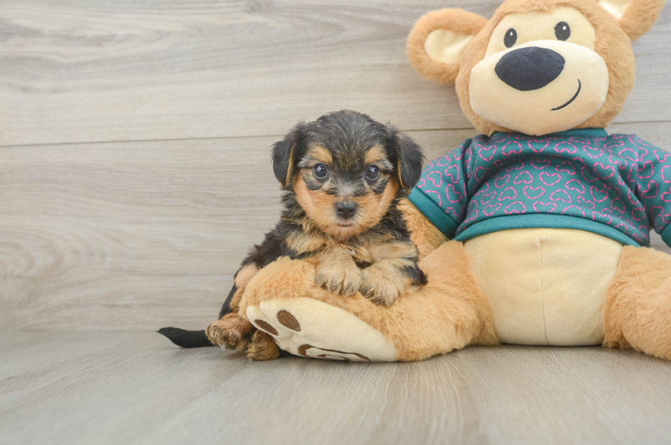 7 week old Yorkie Poo Puppy For Sale - Fairfield Furbabies