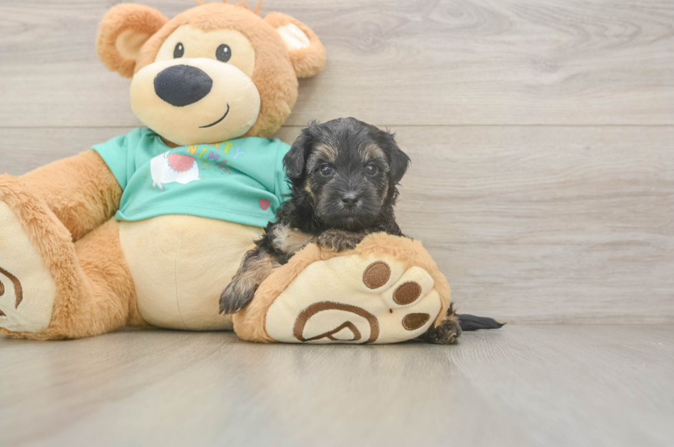 6 week old Yorkie Poo Puppy For Sale - Fairfield Furbabies