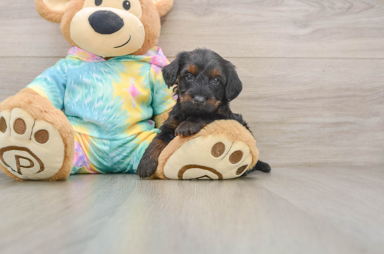 CAPONE, a Yorkie Poo littermate
