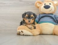 7 week old Yorkie Poo Puppy For Sale - Fairfield Furbabies