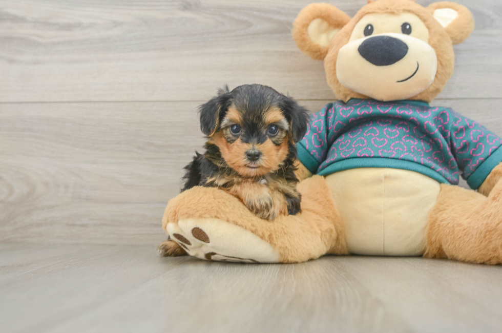 7 week old Yorkie Poo Puppy For Sale - Fairfield Furbabies