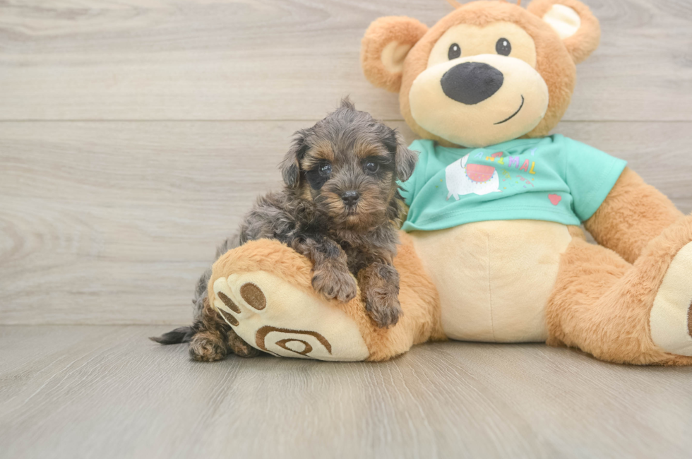 6 week old Yorkie Poo Puppy For Sale - Fairfield Furbabies