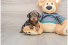 Yorkie Poo Puppy for Adoption