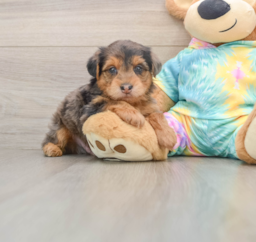 9 week old Yorkie Poo Puppy For Sale - Fairfield Furbabies