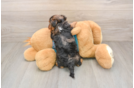 Friendly Yorkie Poo Baby