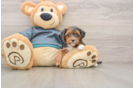 Best Yorkie Poo Baby