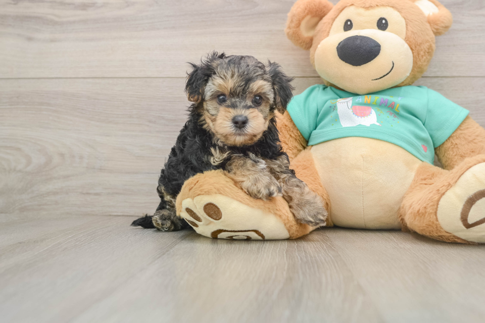 Yorkie Poo Puppy for Adoption